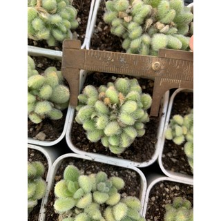 🌿กุหลาบหิน🌵Sedum Hintonii 🌿ตระกูลไม้อวบต้นสวยหายาก