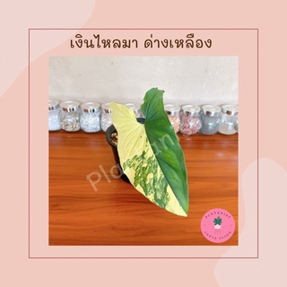 เงินไหลมา ด่างเหลือง (คัดลาย) | Syngonium "Aurea" Variegated - ด่างฮาฟ ด่างวากิว 5สี - ไม้สะสม หายากมาก ราคากำลังพุ่ง