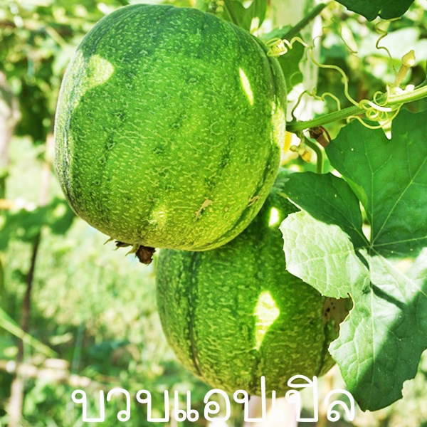 บวบแอปเปิล🎯ถูกที่สุด 10 บ.🎯เมล็ดพันธุ์บวบแอปเปิล 5 เมล็ด🎈ปลูกง่าย 🔥ผลดก💐หวานกรอบ
