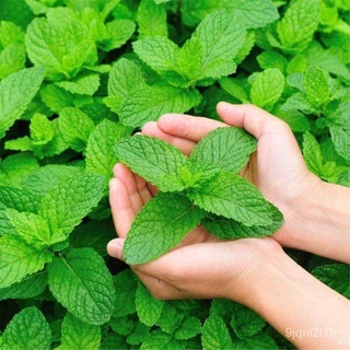 （อัตราการงอก 90%）จุดประเทศไทย 200 เมล็ด ต้นสเปียร์มินต์ Spearmint Seeds เมล็ดพันธุ์พืช เมล็ดพ/เมล็ด ผัก ปลูก สวนครัว คละ