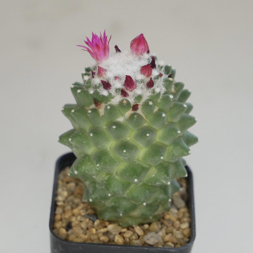 30 กระบองเพชร แมมเฮเลน หรือ Mammillaria Vagaspina Helen | Shopee Thailand