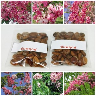 ซื้อ 1 ชุดแถม 1 ชุด เมล็ดพันธุ์ชัยพฤกษ์ Javamese Cassia ต้นไม้แห่งชัยชนะ ต้นซากุระเมืองไทย ขี้เหล็กยะวา ไม้ล้อม 50 เมล็ด