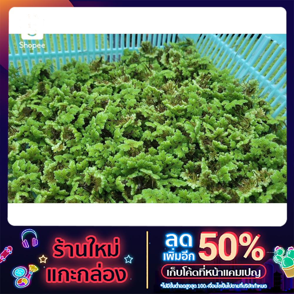 แหนแดง พันธุ์กรมวิชาการเกษตร ไมโครฟิลล่า ขนาด 500 กรัม