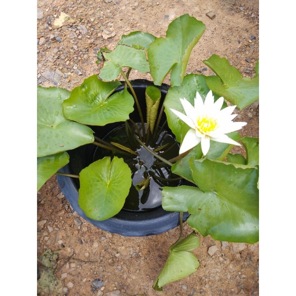 บัวผันบัวเผื่อน(สีขาว)​