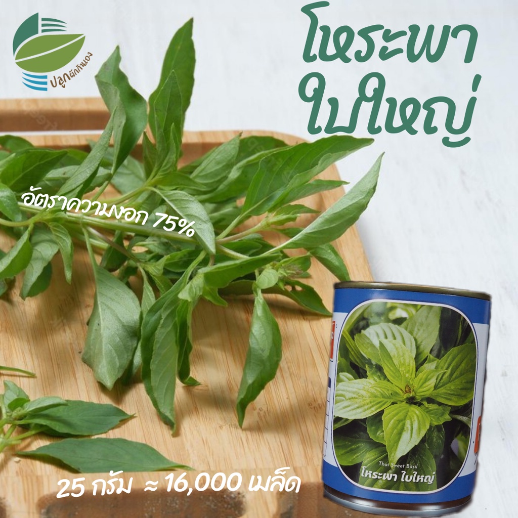 เมล็ดพันธุ์ โหระพาใบใหญ่ ( 25 กรัม ) ตราลูกโลก