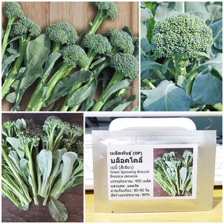 เมล็ดพันธุ์ บล็อคโคลี่เบบี้ (Green Sprouting Broccoli Seed) บรรจุ 400 เมล็ด คุณภาพดี ราคาถูก ของแท้ 100%