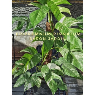 อิพิด่าง พลูฉีกด่าง / Epipremnum pinnatum variegated อบแล้ว รากยาว แข็งแรง อัพเดทเพิ่มต้นใหม่เรื่อยๆ