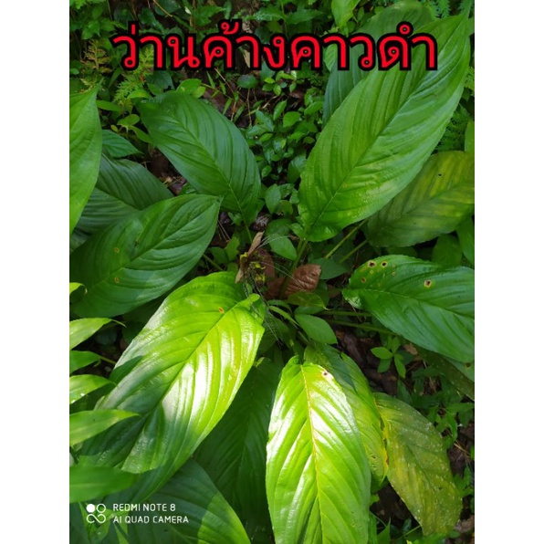 ว่านค้างคาวดำ 🌱ปลูกเป็นไม้ประดับไม้มงคล 🌼ดอกจะมีลักษณะสีดำคล้ายค้างคาว(ส่งแบบไม่มีกระถาง)