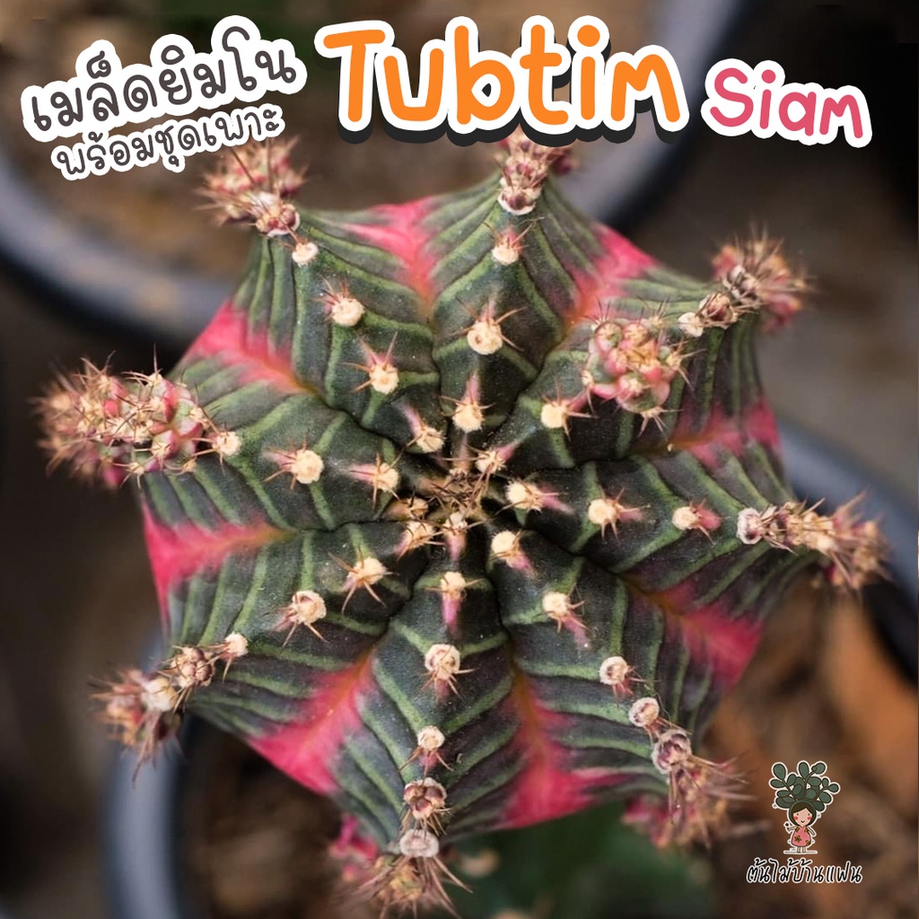 ชุดเพาะเมล็ดยิมโน Tubtim siam x Neon กระบองเพชร/แคคตัส