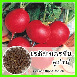 เมล็ดอวบอ้วน100%，ไทยในสต็อกพร้อมส่งพร้อมส่ง ❗ รหัส 119 เมล็ดพันธุ์ OP แท้   เรดิชเยอรมัน - German Giant Radish หัวใหญ่กว