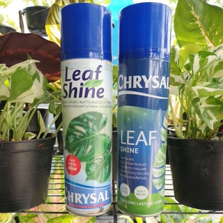 Chrysal Leaf Shine สเปรย์ฉีดใบมัน ขนาด 250 ml มีราคาส่งครับ ฉลากใหม่ครับ ของแท้แน่นอน ส่งไวครับ