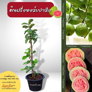 ต้นฝรั่งหงส์เปาสือ (ไซซ์ใหญ่) ความสูง 140-200cm. (เกรดพรีเมี่ยม ประกันพันธุ์แท้100%)