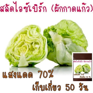 100 เมล็ด ผักกาดแก้ว สลัดไอซ์เบิร์ก - Iceberg Lettuce