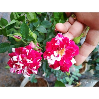 กุหลาบเลื้อย​ เฮอดี้เกอร์ดี้​ (Hurdy Gurdy Rose)​