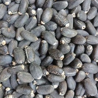 เมล็ดสะบู่ดำพร้อมเพาะปลูก100เม็ด50 บาท