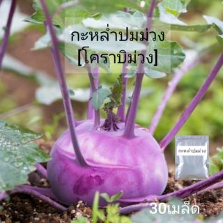 กะหล่ำปมม่วง เมล็ดพันธุ์ 30 เมล็ด