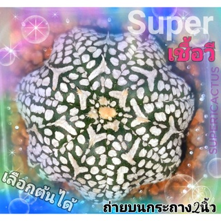 แอสโตร super เลือกต้น #แคสตัส castus​ astrophytum แอสโตร แอสโตร​ไ​ฟตั้​ม แอสโตรไฟตัม กระบองเพชร แอสโตรวี ป้ายชมพู