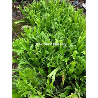 Microsorum Punctatum Grandiceps Crested Fern, Fish-Tail Fern,（Tanduk Rusa）Outdoor Plant Size Bag 9x9 Bunga Hidup玫瑰/文胸/