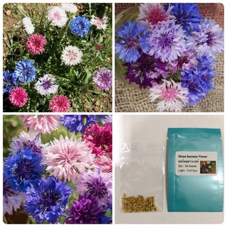 คอร์นฟาวเวอร์คละสี Mixed Bachelor Button Cornflower