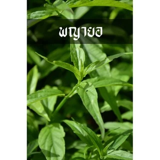 พญายอ หรือ เสลดพังพอนตัวเมีย ต้นแข็งแรง ลงดินโตไวมาก