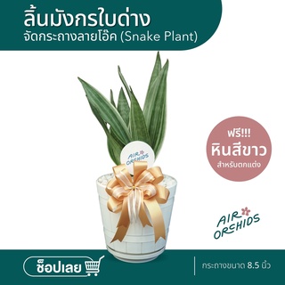 ลิ้นมังกรใบด่าง จัดใส่กระถางลายโอ๊คขนาด 8.5 นิ้ว
