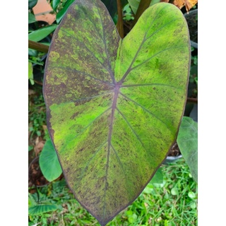 Colocasia Black magic Varigate แบล๊คเมจิกกลาย  กระถาง 4 นิ้ว ส่งต้นไม้พร้อมกระถาง