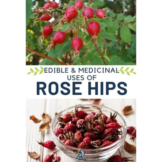 ถูกที่สุดเมล็ดสำหรับเพาะ Rosehip //โรสฮิป 6เมล็ด รูปที่ 7