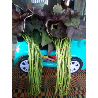 ยอดพันธุ์มันหวานญี่ปุ่น อันโนะอิโมะ 1ชุด มี30ยอด