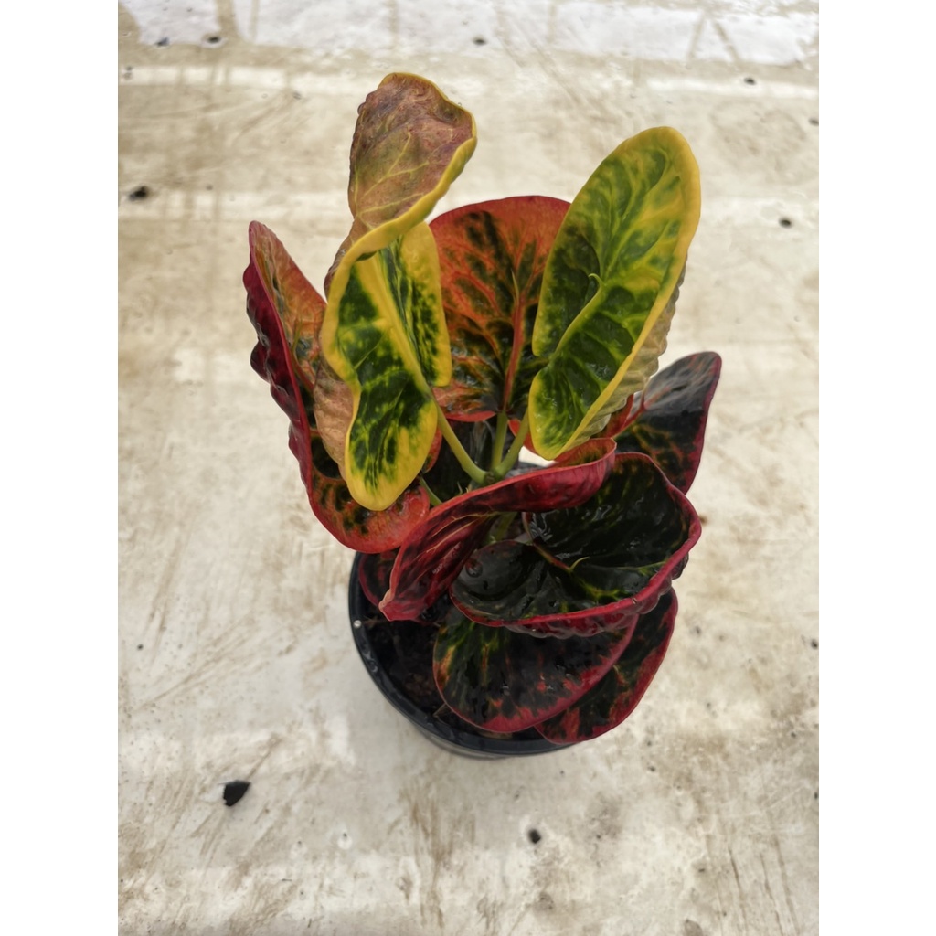 มุมมอง 2