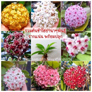 โฮย่าต้นชำ รวมหลากหลายพันธุ์  ราคาสะดวกซื้อ จับจองเป็นเจ้าของได้ง่ายขึ้น🌼🌺🌸