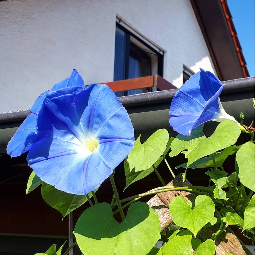 เมล็ด มอนิ่งกลอรี สีฟ้า - Heavenly Blue Morning Glory Flower