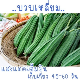 เมล็ดพันธุ์ บวบเหลี่ยม 15 เมล็ด ขยายพันธุ์ต่อได้เนื่องจากเป็นเมล็ดพันธุ์เปิด