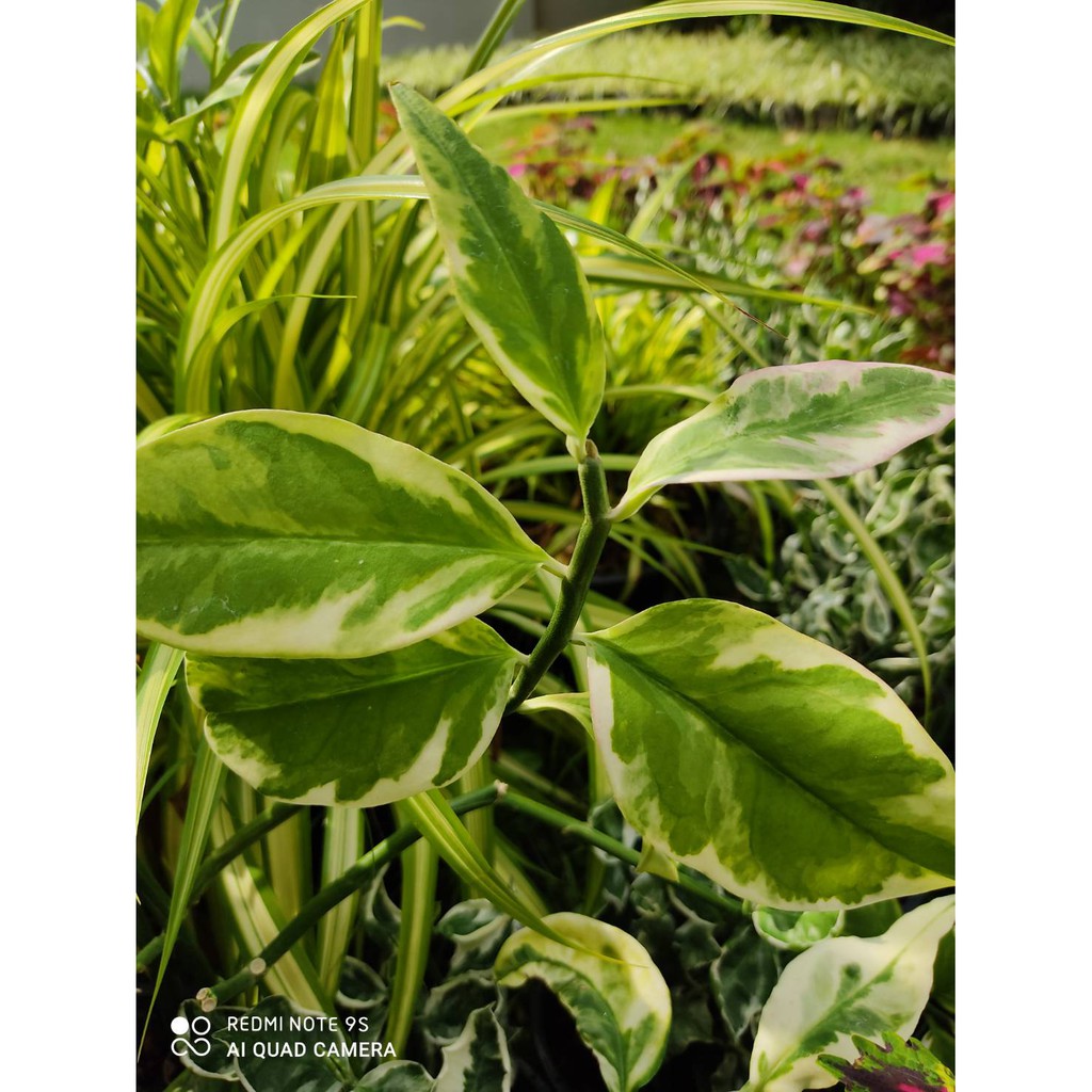 ต้นนกน้อยนำโชค ไม้มงคล ออกดอกคล้ายตัวนกน้อย    กิ่งละ 29 บาท - รูปที่ 4