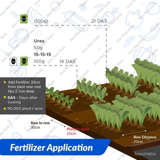 Benih Sawi Pahit 173 Phoenix Mustard Seeds [500 seeds] Pteris Haruna เมล็ดSoon Huat Seeds园艺/男装/文胸/帽子/seeds/内裤/生菜/香菜/手链/通