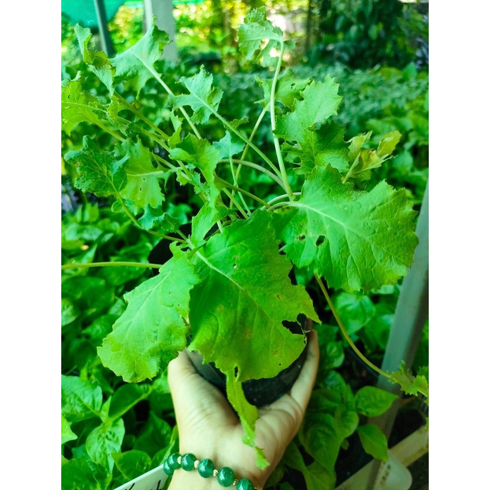 ต้นพันธุ์  เคลไซบีเรียน -Siberian Kale ถุงดำละ 29 บาท  ใบมีขนาดใหญ่ปลูกง่าย โตไวมาก รสออกหวานๆ  ต้นเ