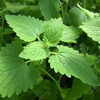 100 เมล็ด เมล็ดพันธุ์แคทนิป catnip กัญชาแมว