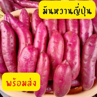 1kg มันหวานญี่ปุ่น เบนิฮารุกะ เนื้อเหลือง หอม หวาน มัน อร่อยคัดเกรด 日本番薯 Japanese sweet potato beni haruka