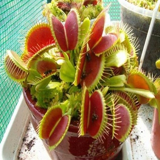 （อัตราการปลูกสูง）Venus Flytrap 30 Seeds Plant Venus Flytrap Seeds Fly Trap Carnivorous Plants Funny Balcony Garden Plant