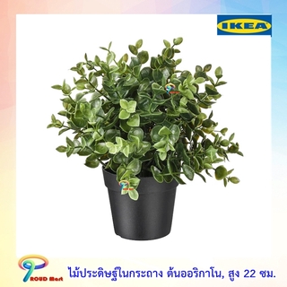 IKEA ต้นไม้ปลอม ไม้ประดิษฐ์ ไม้ประดิษฐ์ในกระถาง, ออริกาโน, สูง 22 ซม.