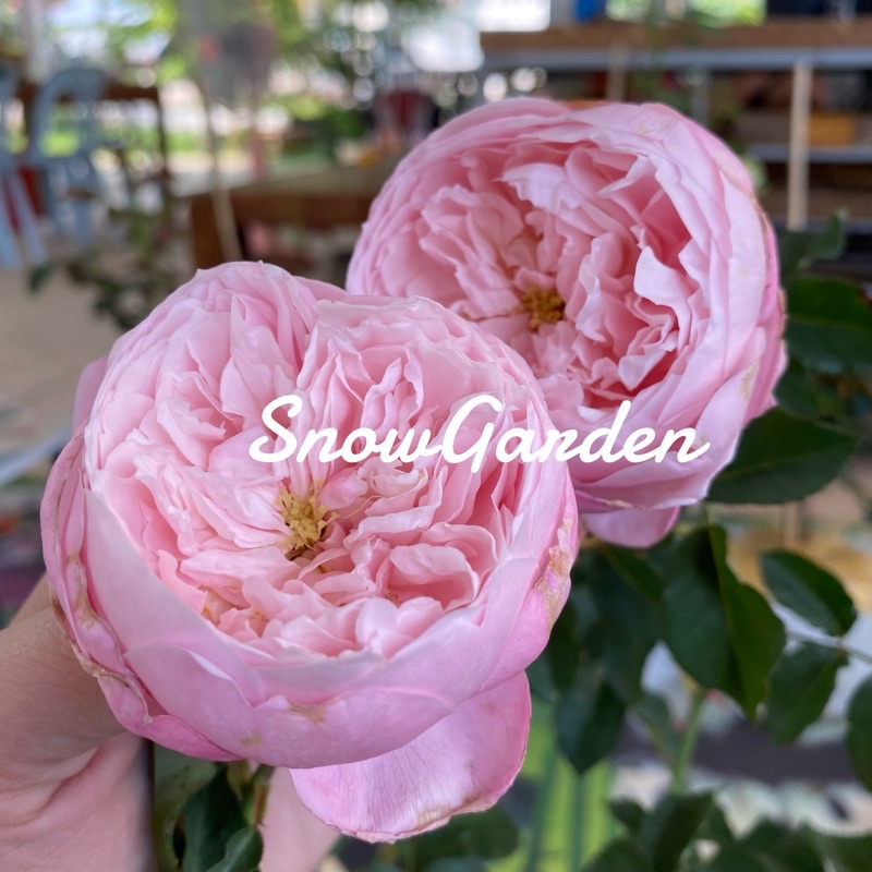 กุหลาบ 🌹 Plume พลูม กลิ่นน้ำหอม กุหลาบญี่ปุ่น ยอดนิยม ออกดอกเก่งลง