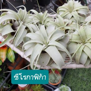 สัปปะรดสี ซีโรกาฟิก้า สายพันธุ์นอก 🍍🍍