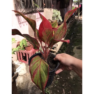 red lipstick Aglaonema50 เมล็ด (ไม่ใช่พืชที่มีชีวิต)