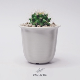 Cactus Grow Set - เซทปลูก cactus ถังทอง (พืชมงคลประดับบ้าน)