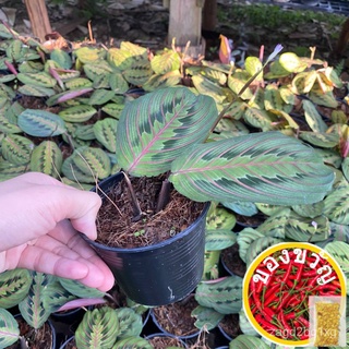 เมล็ดพันธุ์คล้า มารันต้าเรด Maranta red กระถาง4นิ้ว เมล็ดพันธุ์PurityGrassWhiteMixCosmosSunflowerRussianCabbageLycopersi