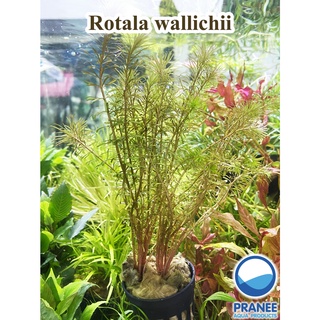 Rotala wallichii (โรทาล่า วอลิชี่) พร้อมปลูกต้นไม้น้ำ ต้นไม้น้ำ ไม้น้ำตู้ปลา