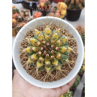 Gymnocalycium Cats eye