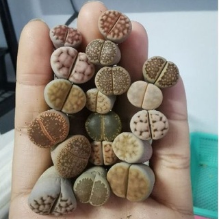 ไลทอป Lithops ต้นใหญ่ 1 ต้น ขายตามขนาด (1.9-3.6 cm.) คละสายพันธุ์ *ไม่สามารถเลือกหน้าได้*