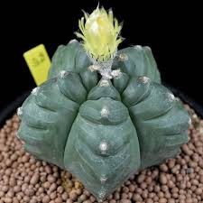 เมล็ดพันธุ์ Astrophytum myriostigma “Kikko” 10 เมล็ด แคคตัส กระบองเพชร Cactus