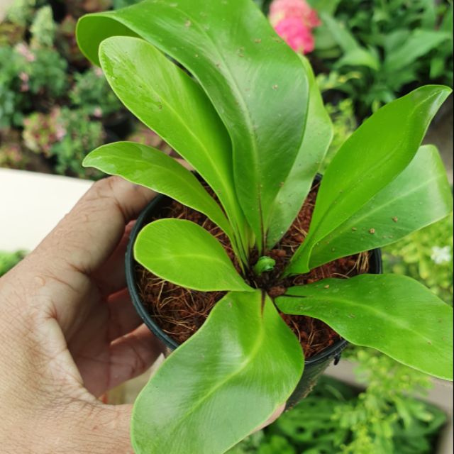 เฟิร์นข้าหลวง Bird's nest fern เฟิร์น เฟิร์นข้าหลวงจิ๋ว เฟิร์นข้าหลวงดินปั้น เฟิร์นจิ๋ว #ของจิ๋ว #ของตกแต่ง