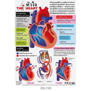 โปสเตอร์เรืองหัวใจ #EQ-126 โปสเตอร์กระดาษอาร์ตมัน สื่อการเรียนรู้ สื่อการเรียนการสอน